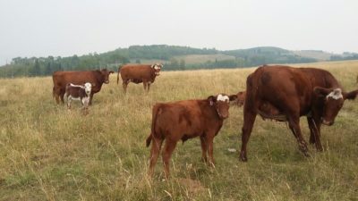 organic grass fed beef Calgary