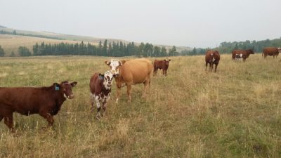 organic grass fed beef Calgary