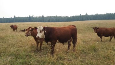 organic grass fed beef Calgary
